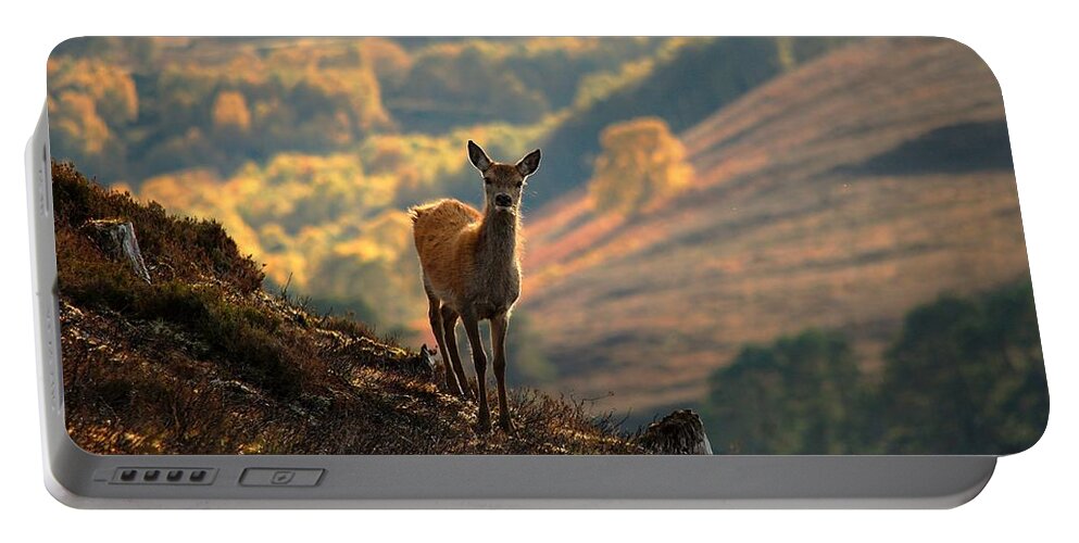 Red Deer Calf Portable Battery Charger featuring the photograph Red deer calf by Gavin Macrae