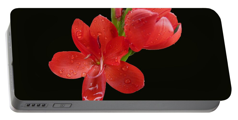 Flower Portable Battery Charger featuring the photograph Red Flower by Lynn Bolt