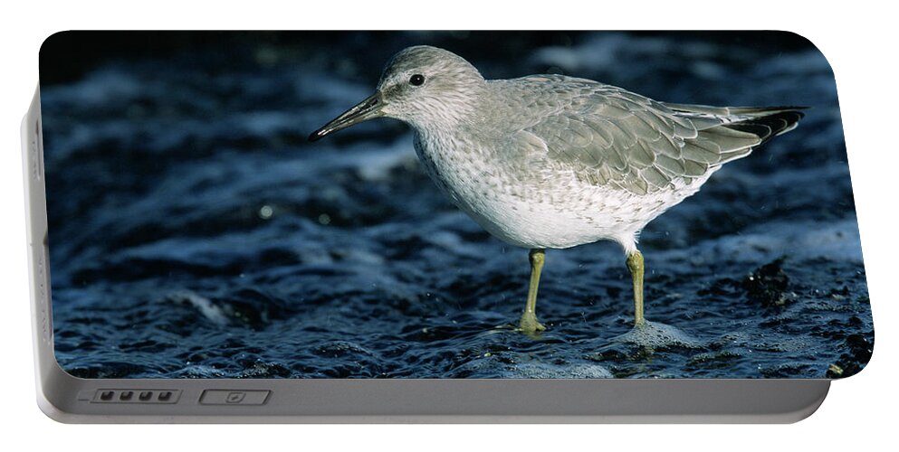 Fn Portable Battery Charger featuring the photograph Red Knot Calidris Canutus In Winter by Hans Schouten