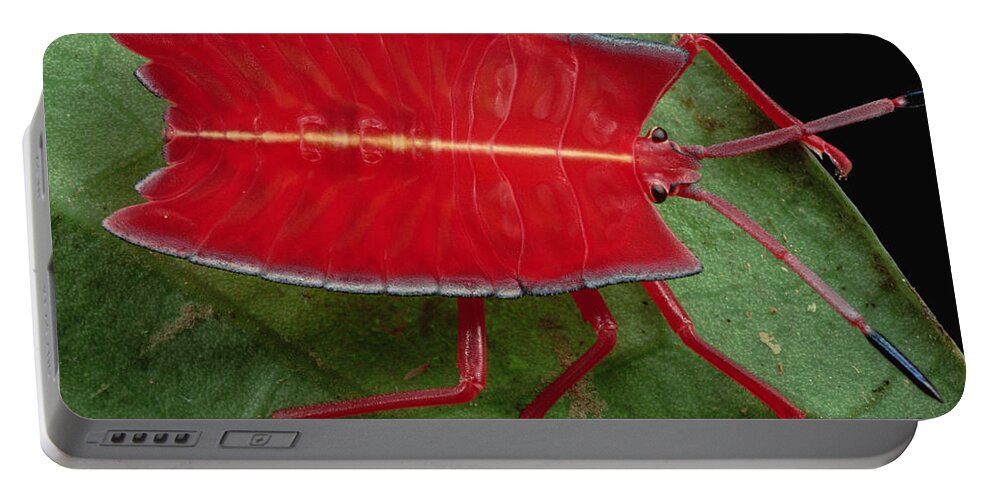 00750412 Portable Battery Charger featuring the photograph Red Stink Bug Brunei by Mark Moffett