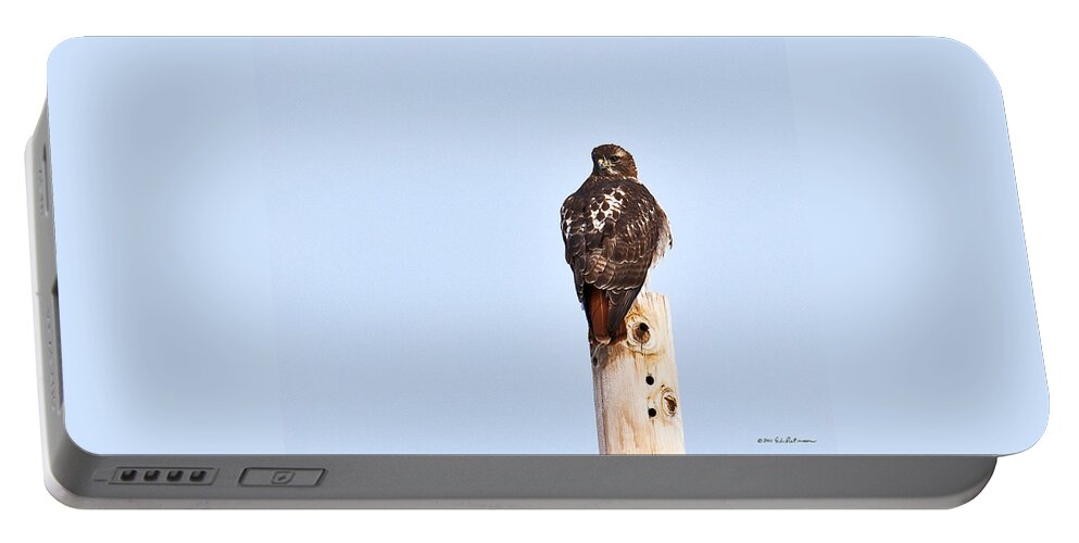 Red-tailed Hawk Portable Battery Charger featuring the photograph Red-tailed Hawk Surveying The Layout by Ed Peterson