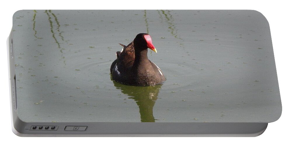 Moorehen Portable Battery Charger featuring the photograph Reflections Of A Moorehen by Kim Galluzzo