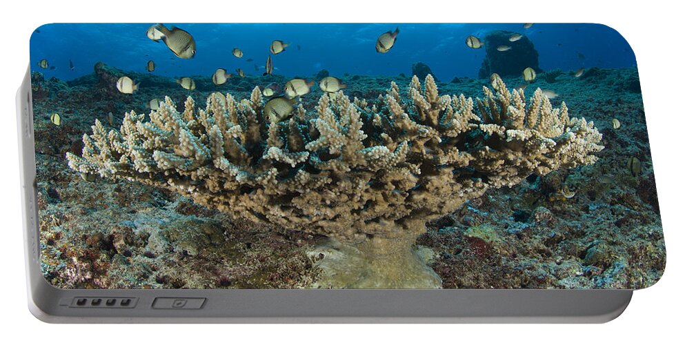 Acropora Hyacinthus Portable Battery Charger featuring the photograph Reticulate Humbugs Gather Under Stone by Steve Jones