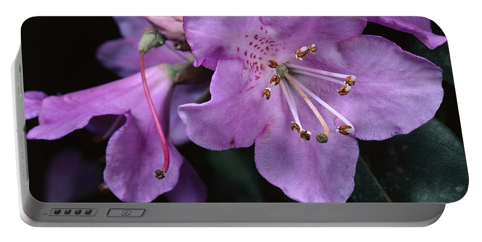 00750538 Portable Battery Charger featuring the photograph Rhododendron Flowers China by Mark Moffett
