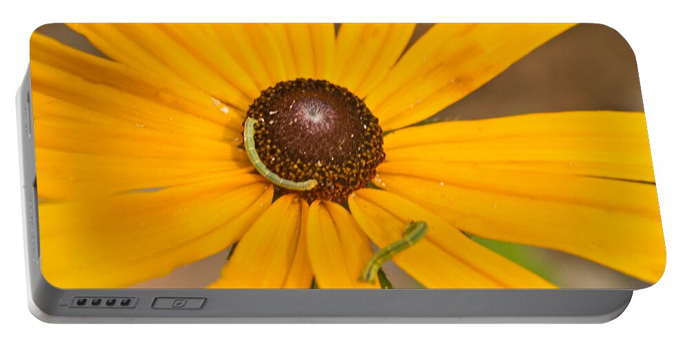 Daisy Portable Battery Charger featuring the photograph Roadside Daisy and Inch Worm by Douglas Barnett