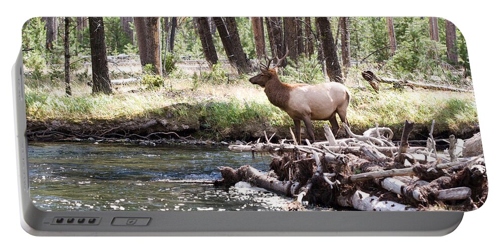 Elk Portable Battery Charger featuring the photograph Rocky Mountain Elk by Cindy Singleton
