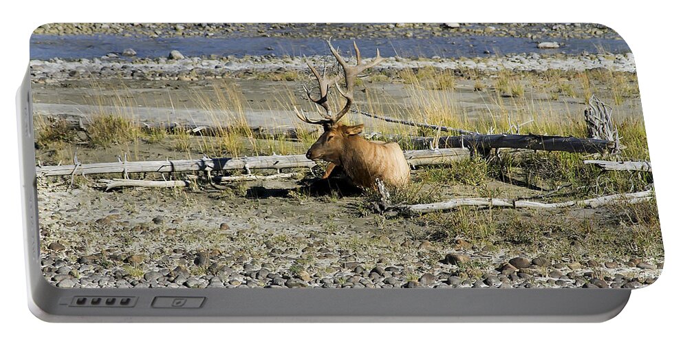 Animal Portable Battery Charger featuring the photograph Rocky Mountains Elk by Teresa Zieba