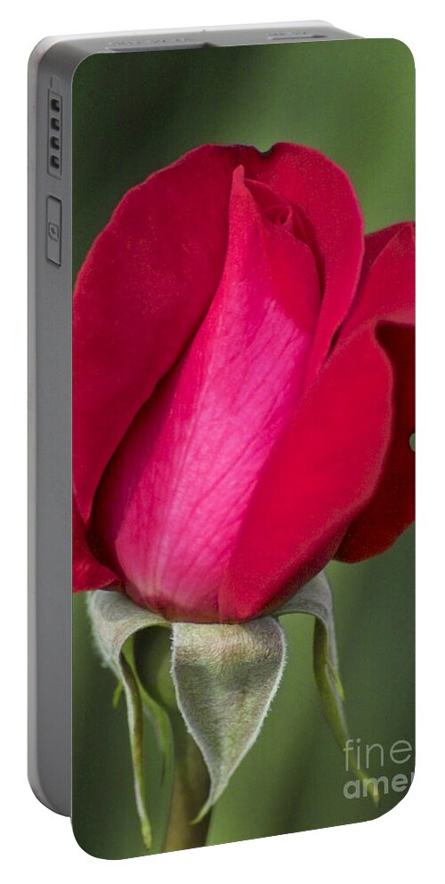 Rose Portable Battery Charger featuring the photograph Rose Flower Series 1 by Heiko Koehrer-Wagner