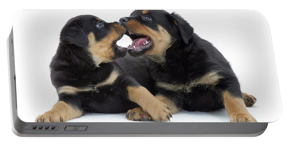 Dog Portable Battery Charger featuring the photograph Rottweiler Pups by Jane Burton