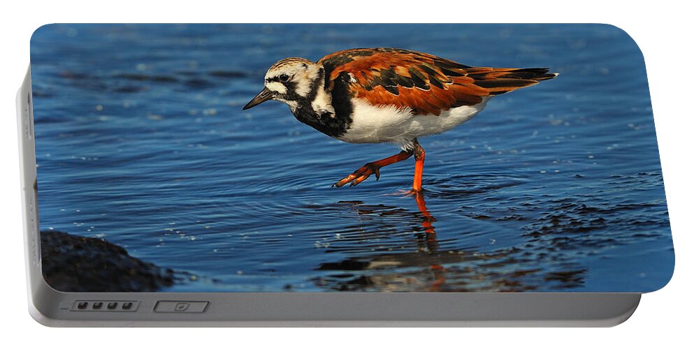 Ruddy Turnstone Portable Battery Charger featuring the photograph Ruddy Turnstone by Tony Beck