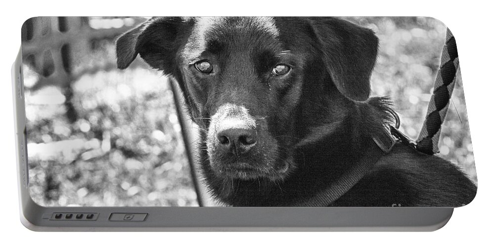 Dog Portable Battery Charger featuring the photograph Sad eyes by Eunice Gibb
