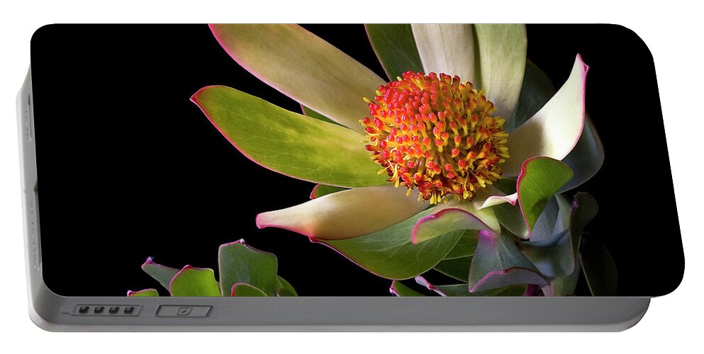 Flower Portable Battery Charger featuring the photograph Safari Sunset by Endre Balogh