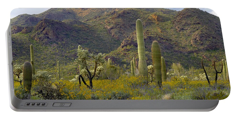 00175591 Portable Battery Charger featuring the photograph Saguaro And Teddybear Cholla by Tim Fitzharris