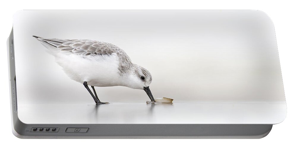 Fn Portable Battery Charger featuring the photograph Sanderling Calidris Alba Foraging by Marcel van Kammen