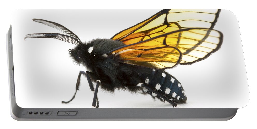00478786 Portable Battery Charger featuring the photograph Scape Moth Costa Rica by Piotr Naskrecki