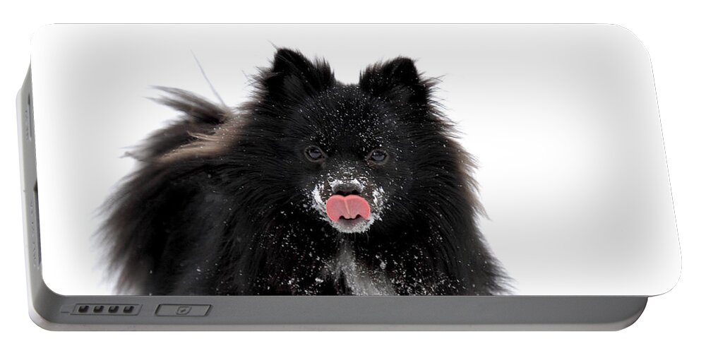 Dog Portable Battery Charger featuring the photograph Schipperke Loving Snow by Marie Jamieson