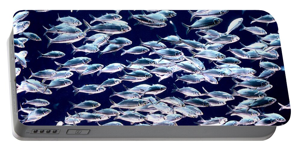 Horizontal Portable Battery Charger featuring the photograph School of Threadfin Shad by Tom McHugh and Photo Researchers