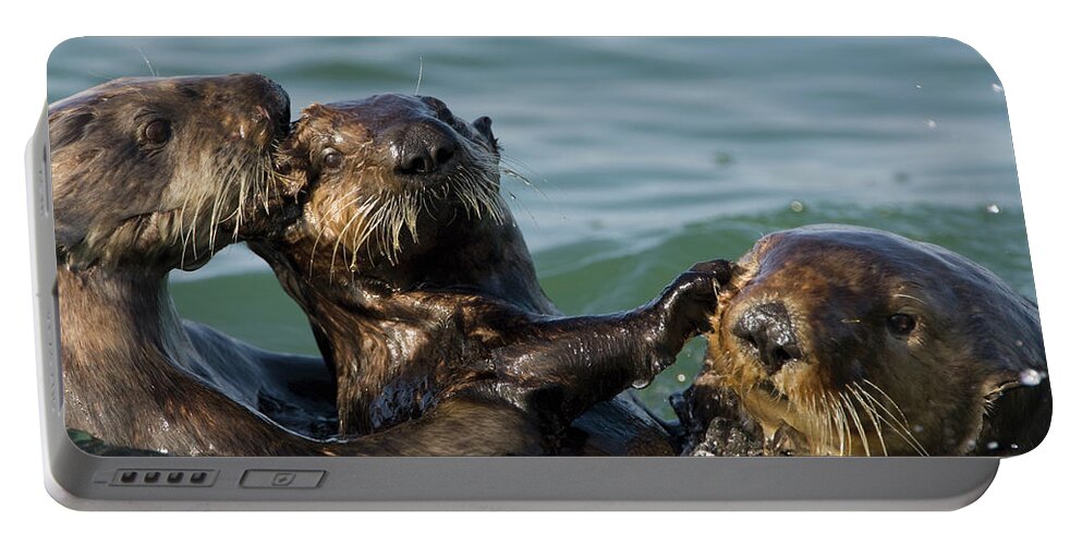 Mp Portable Battery Charger featuring the photograph Sea Otter Enhydra Lutris Bachelor Male by Suzi Eszterhas