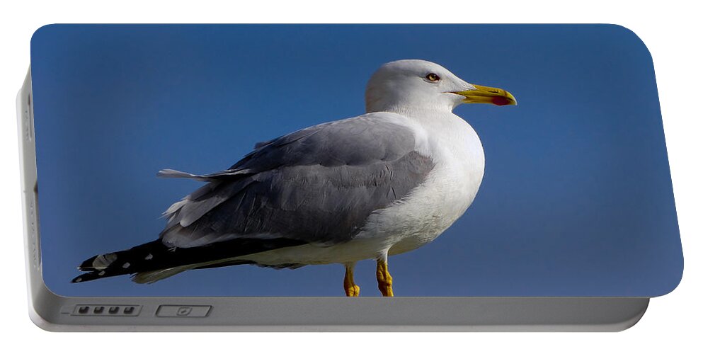Seagull Portable Battery Charger featuring the photograph Seagull by David Gleeson