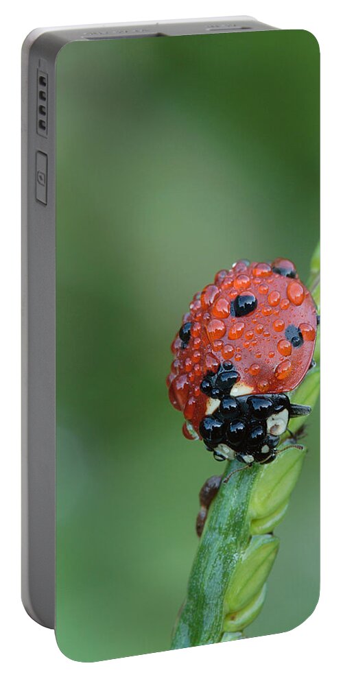 Nature Portable Battery Charger featuring the photograph Seven-spotted Lady Beetle On Grass With Dew by Daniel Reed