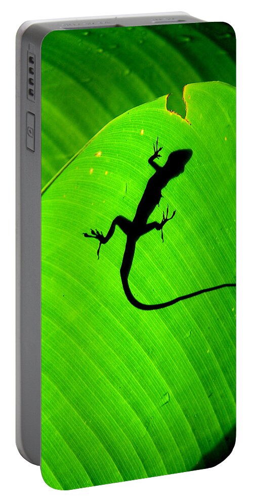 Lizard Portable Battery Charger featuring the photograph Shadowlizard by David Weeks