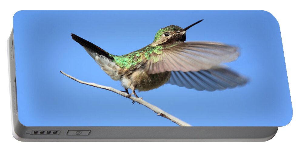 Hummingbird Portable Battery Charger featuring the photograph Showing My Beauty by Shane Bechler