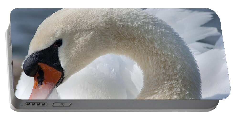 Animal Portable Battery Charger featuring the photograph Shy Swan by Andrew Michael