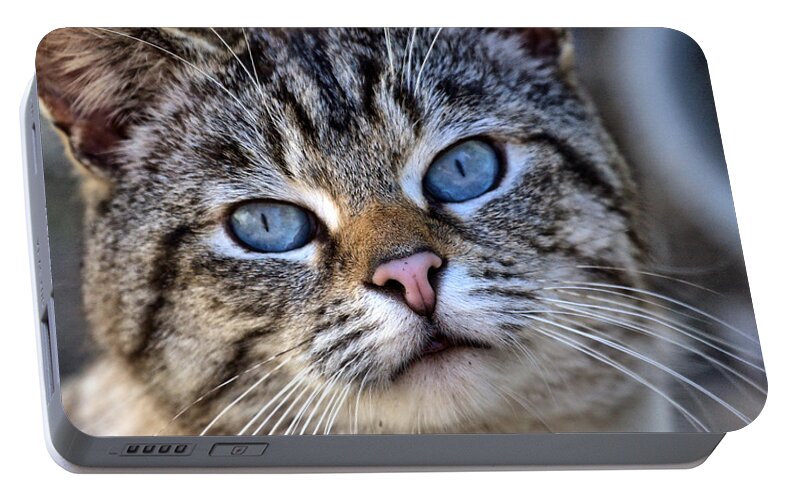Siamese Portable Battery Charger featuring the photograph Siamese Feral Cat by Chriss Pagani