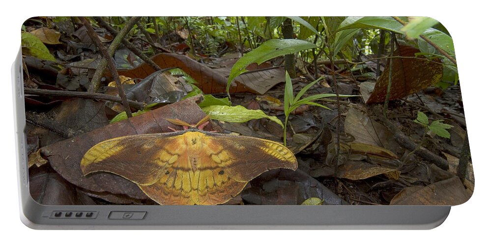 00298278 Portable Battery Charger featuring the photograph Silk Moth Amid Leaf Litter Costa Rica by Piotr Naskrecki