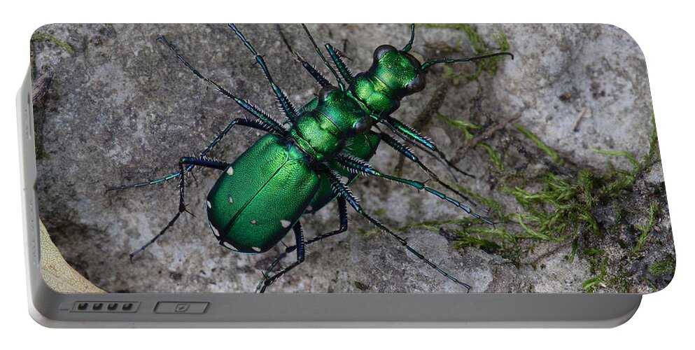 Cicindela Sexguttata Portable Battery Charger featuring the photograph Six-Spotted Tiger Beetles Copulating by Daniel Reed