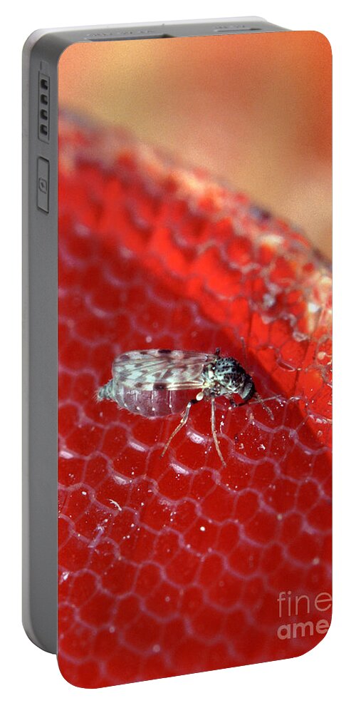 Female Biting Midge Portable Battery Charger featuring the photograph Sixteenth-inch Long Female Biting Midge by Science Source