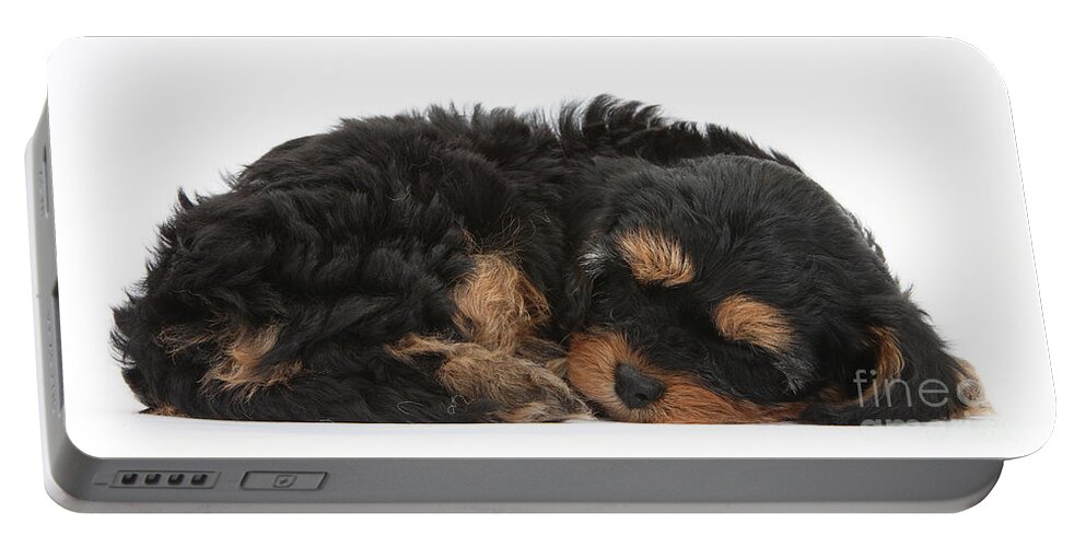 Dog Portable Battery Charger featuring the photograph Sleeping Cavapoo Pup by Mark Taylor