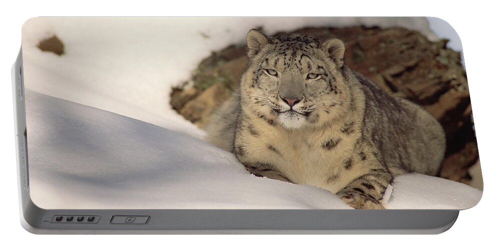 Mp Portable Battery Charger featuring the photograph Snow Leopard Uncia Uncia Two Years Old by Gerry Ellis