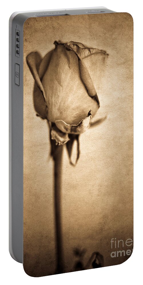 Yhun Suarez Portable Battery Charger featuring the photograph Solitaire Rose 2.0 by Yhun Suarez