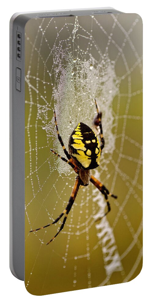 Spider Portable Battery Charger featuring the photograph Spider Power by Sue Capuano