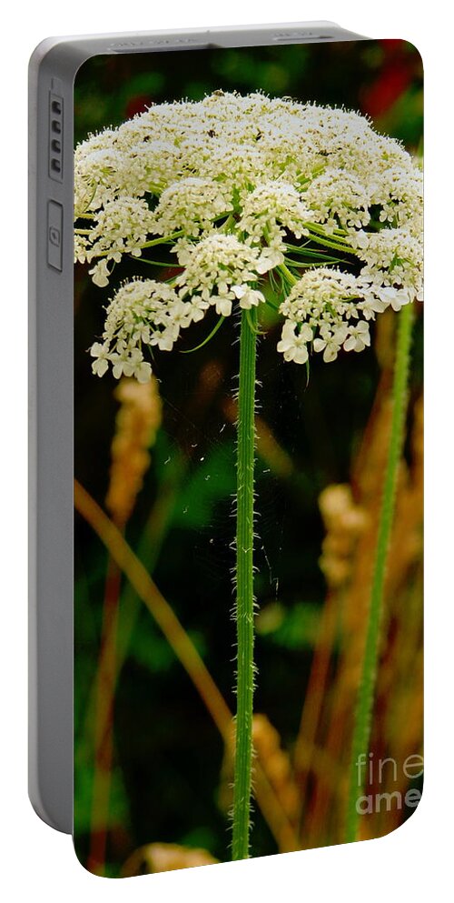 Queen Anne's Lace Portable Battery Charger featuring the photograph Spider Web Umbrella by Rory Siegel