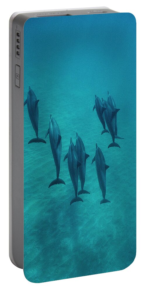 00087133 Portable Battery Charger featuring the photograph Spinner Dolphin Group Underwater Bahamas by Flip Nicklin