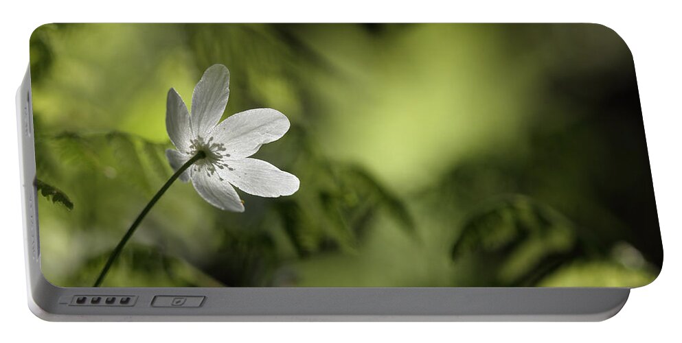 Nature Portable Battery Charger featuring the photograph Spring anemone by Ulrich Kunst And Bettina Scheidulin