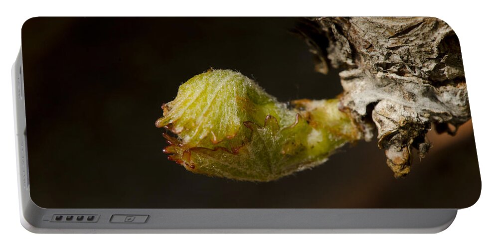 Vine Portable Battery Charger featuring the photograph Sprout of a vine by Perry Van Munster