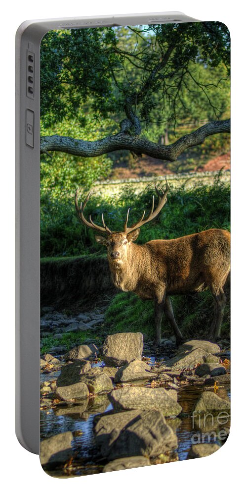 Fallow Deer Portable Battery Charger featuring the photograph Stag by Yhun Suarez