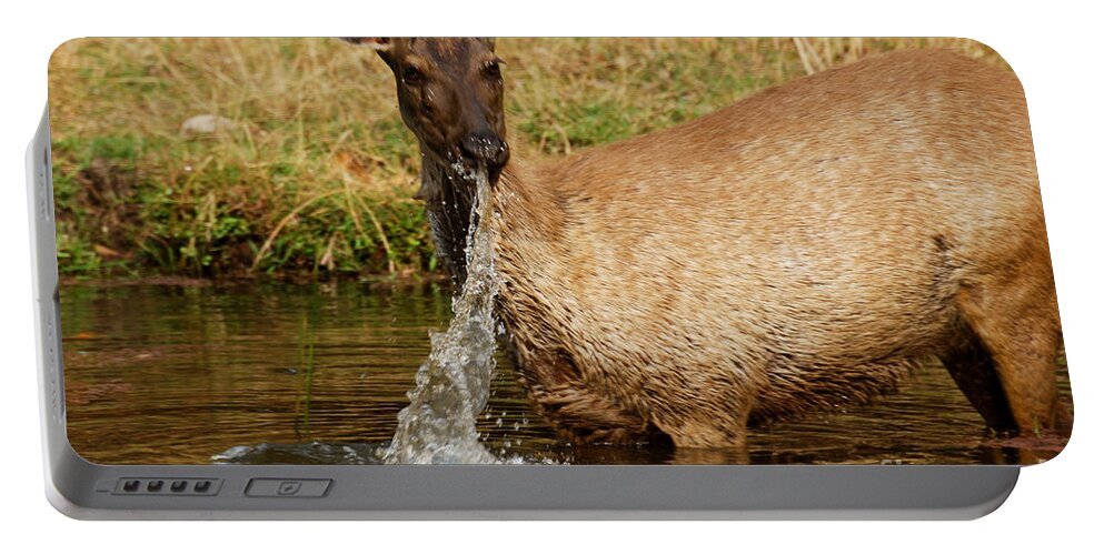 Bandhavgarh Portable Battery Charger featuring the photograph Startled by Fotosas Photography