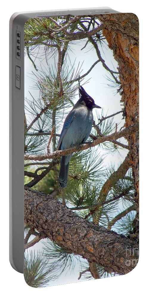 Birds Portable Battery Charger featuring the photograph Stellar's Jay by Dorrene BrownButterfield