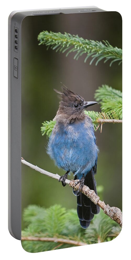 Mp Portable Battery Charger featuring the photograph Stellers Jay Cyanocitta Stelleri by Konrad Wothe