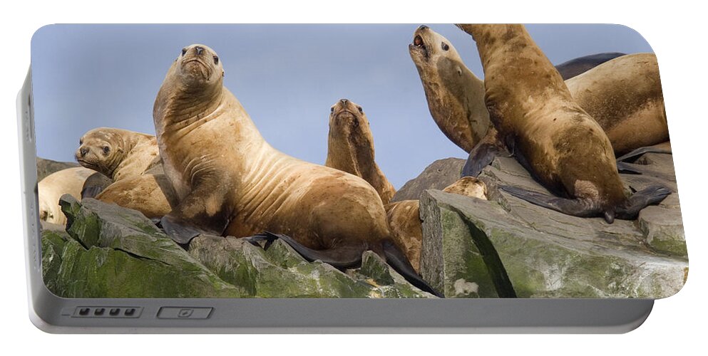 00999028 Portable Battery Charger featuring the photograph Stellers Sea Lions Sunning by Flip Nicklin