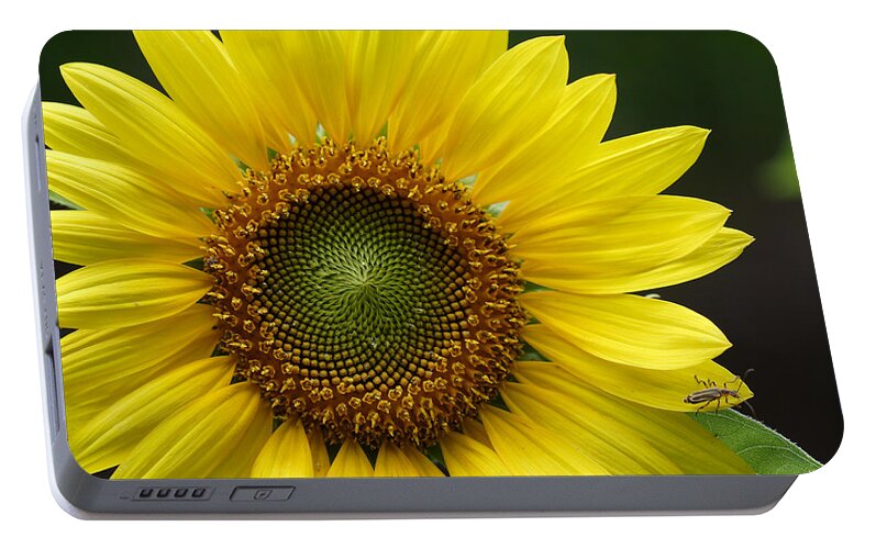 Helianthus Annuus Portable Battery Charger featuring the photograph Sunflower With Insect by Daniel Reed