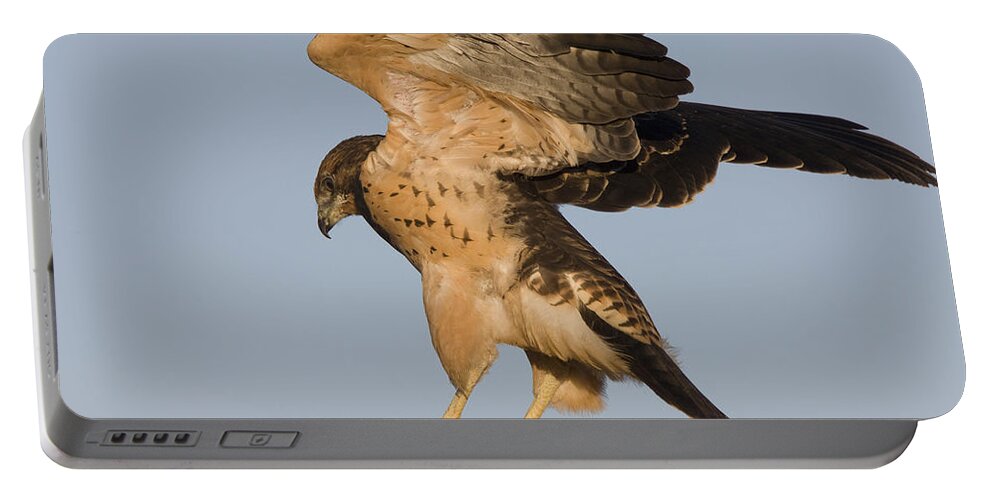 Hawk Portable Battery Charger featuring the photograph Swainson Hawk on Post by Mark Duffy