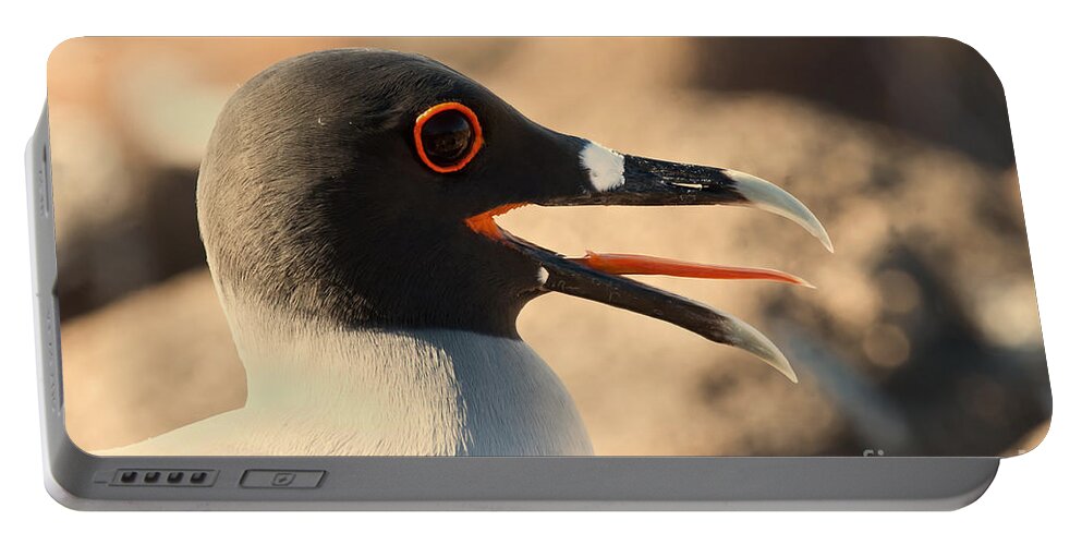 Animal Portable Battery Charger featuring the photograph Swallow-tailed Gull by Jean-Luc Baron