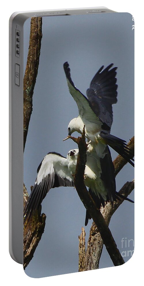 Swallow Tailed Kite Portable Battery Charger featuring the photograph Swallow tailed kite feeding a fledgling by Barbara Bowen