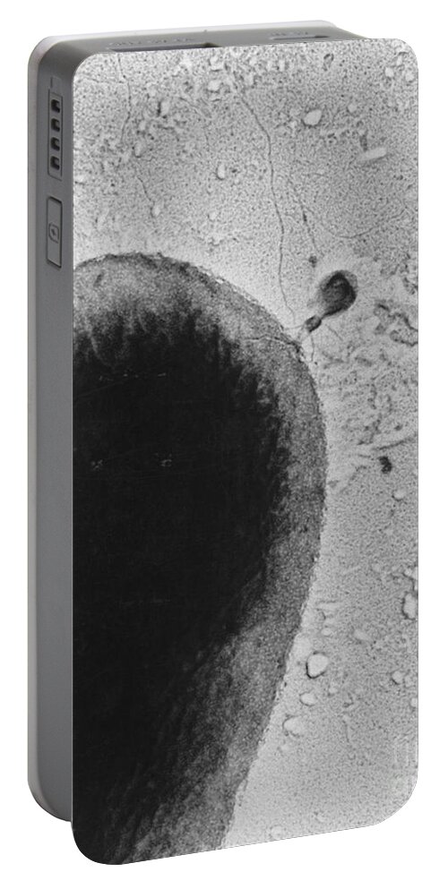 Science Portable Battery Charger featuring the photograph T4 Bacteriophage by Science Source