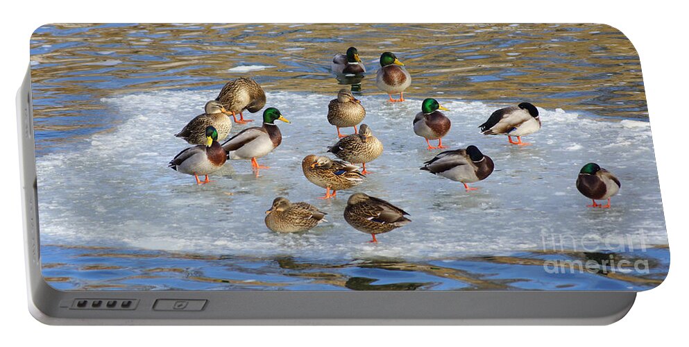 Mallard Ducks Portable Battery Charger featuring the photograph The Gathering by Lori Tordsen